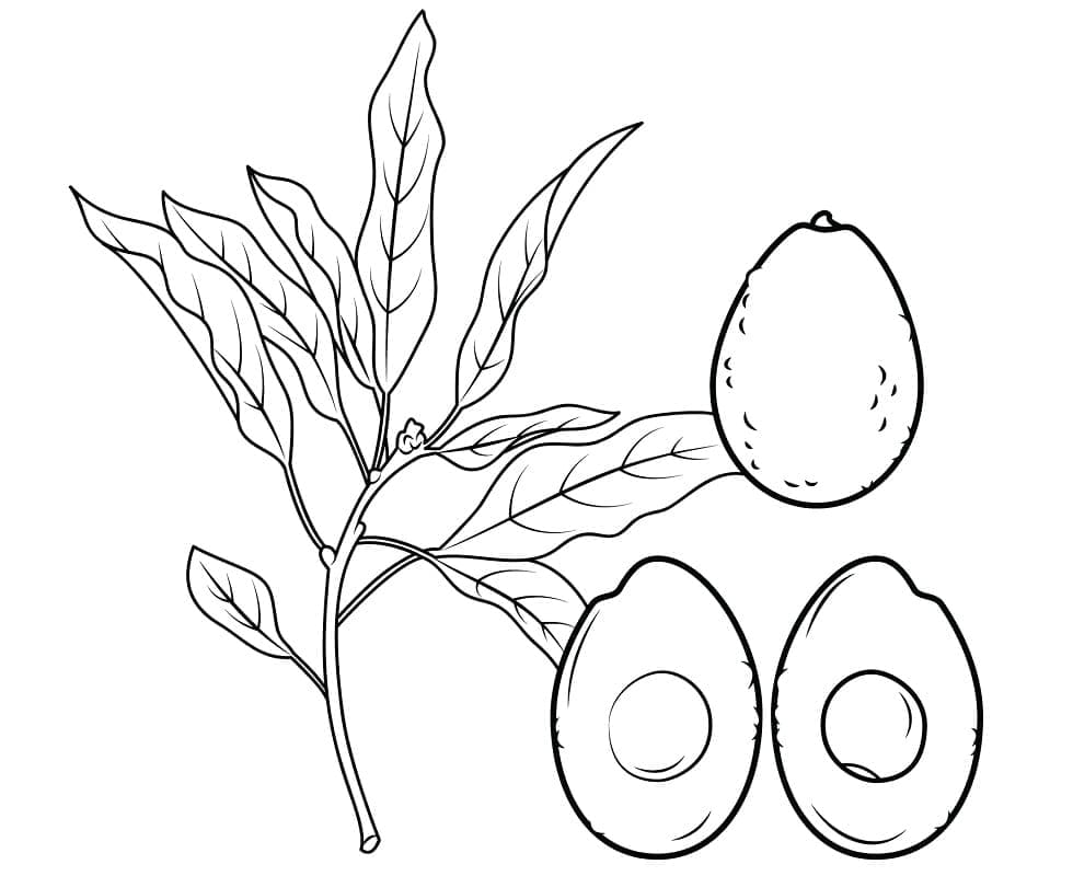 Buah Alpukat Gratis