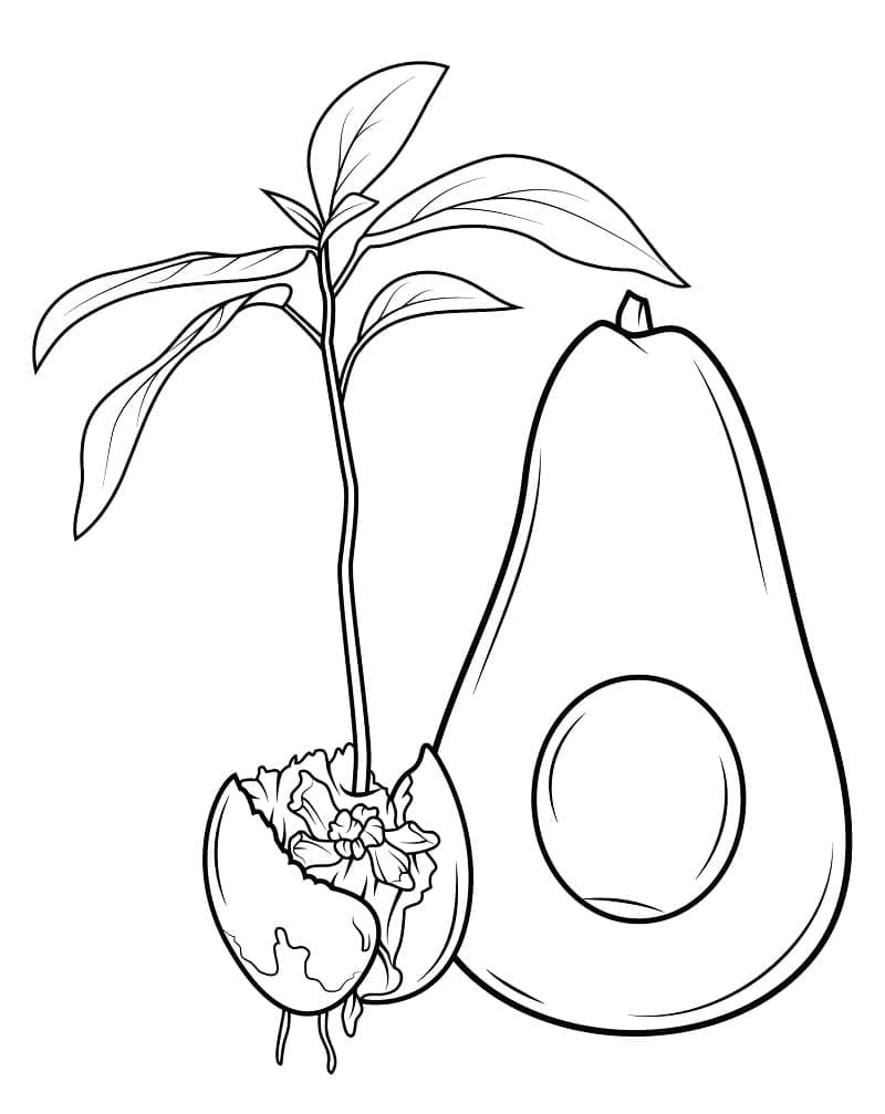 Buah Alpukat Manis