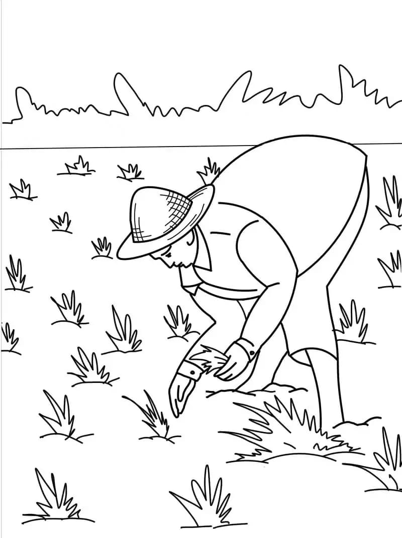 Pak Tani pekerja keras
