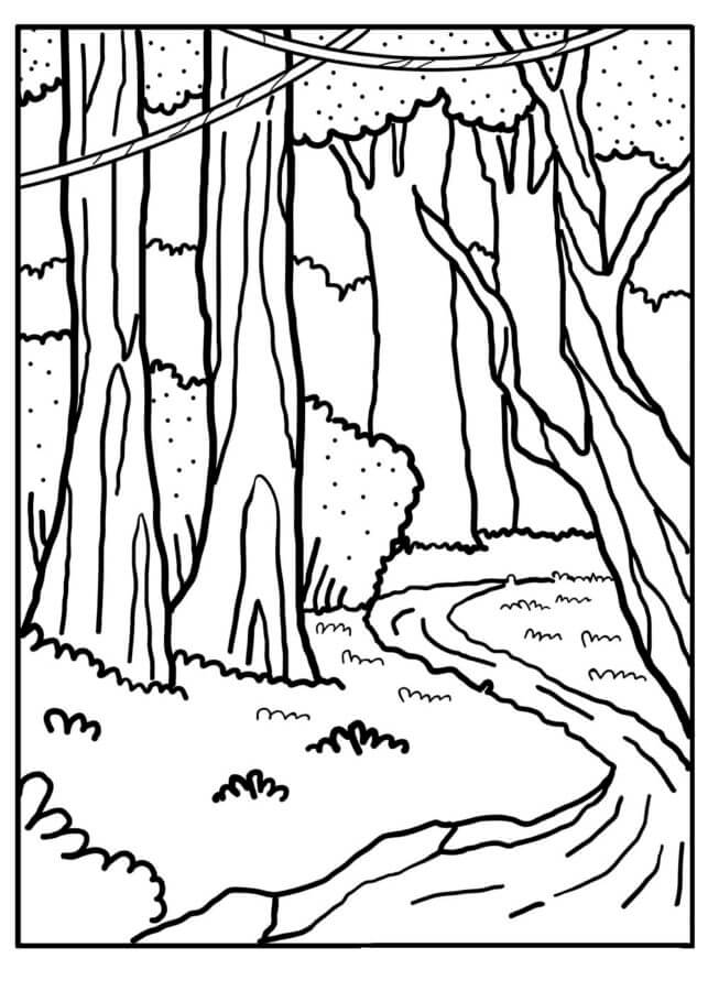 Sungai Kecil Di Hutan