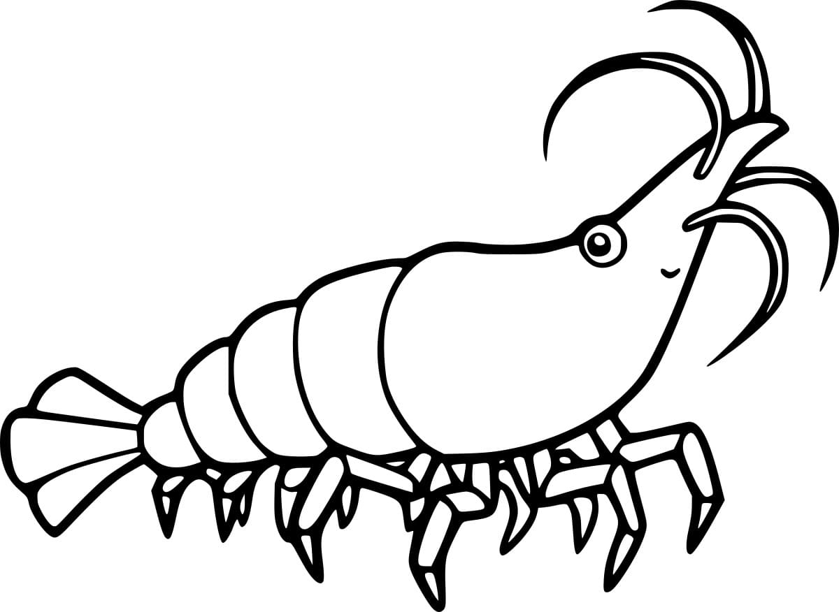 Udang Amano