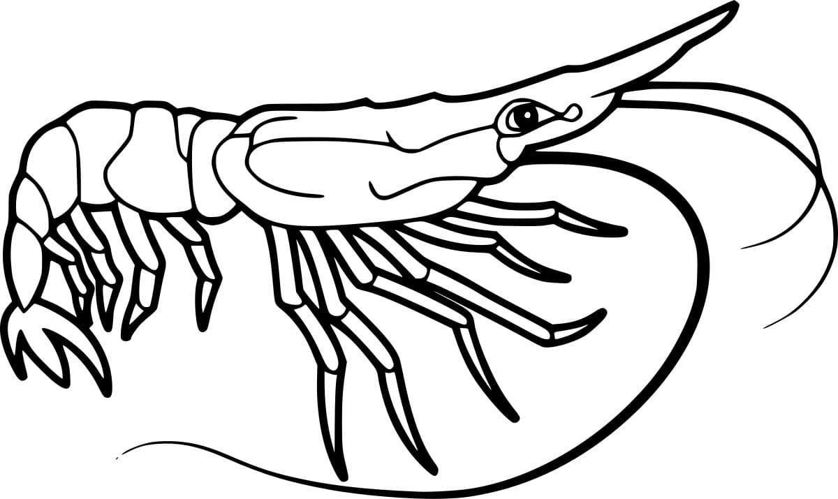 Udang Kaki Putih