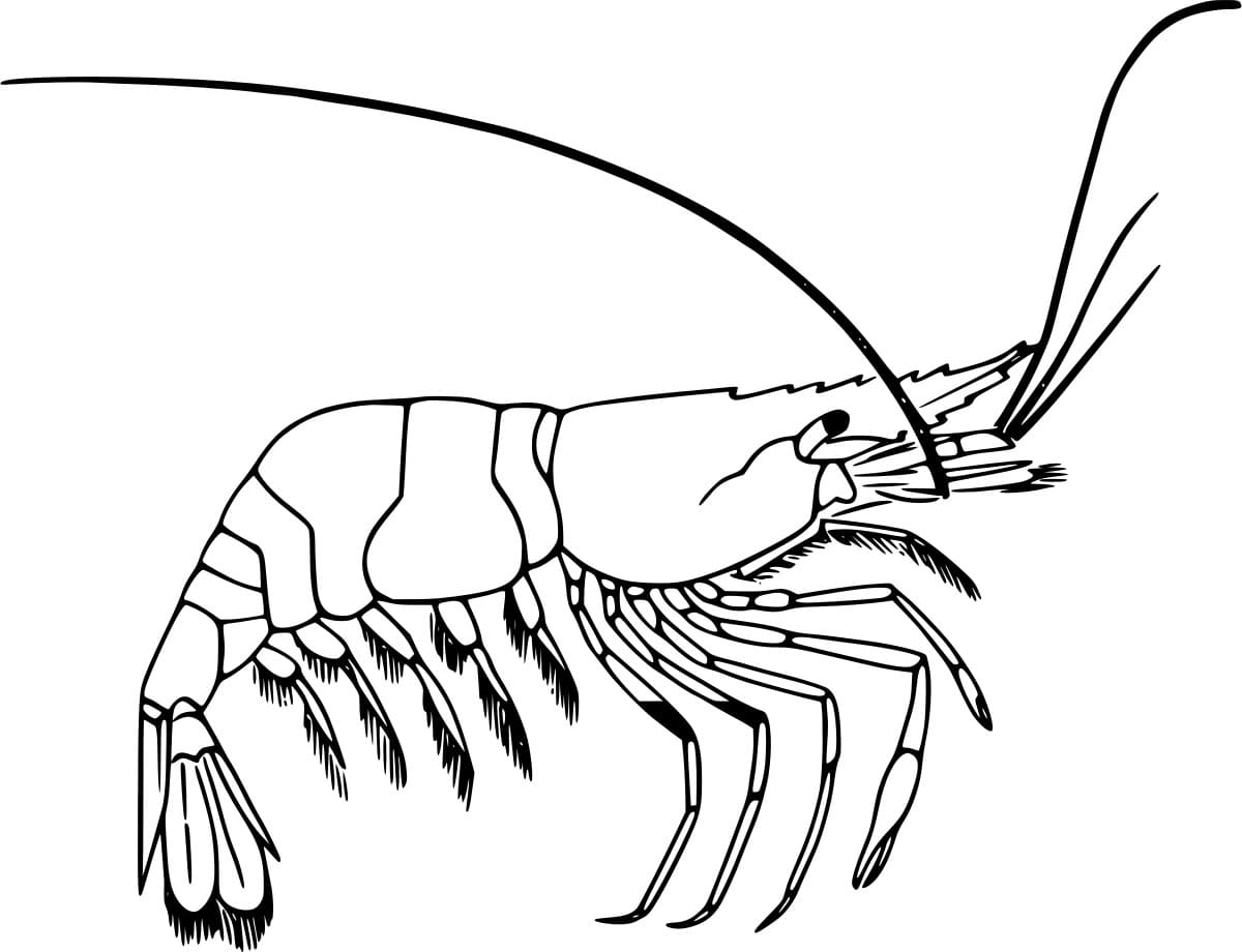 Udang Mawar Air Dalam