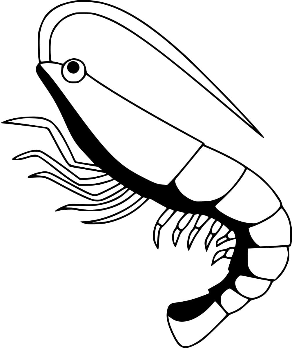 Udang Sederhana Bebas
