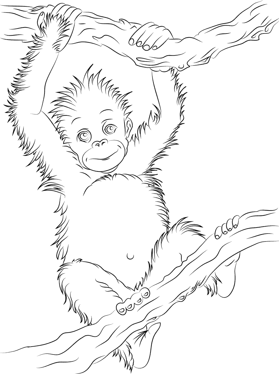 Bayi orangutan yang lucu