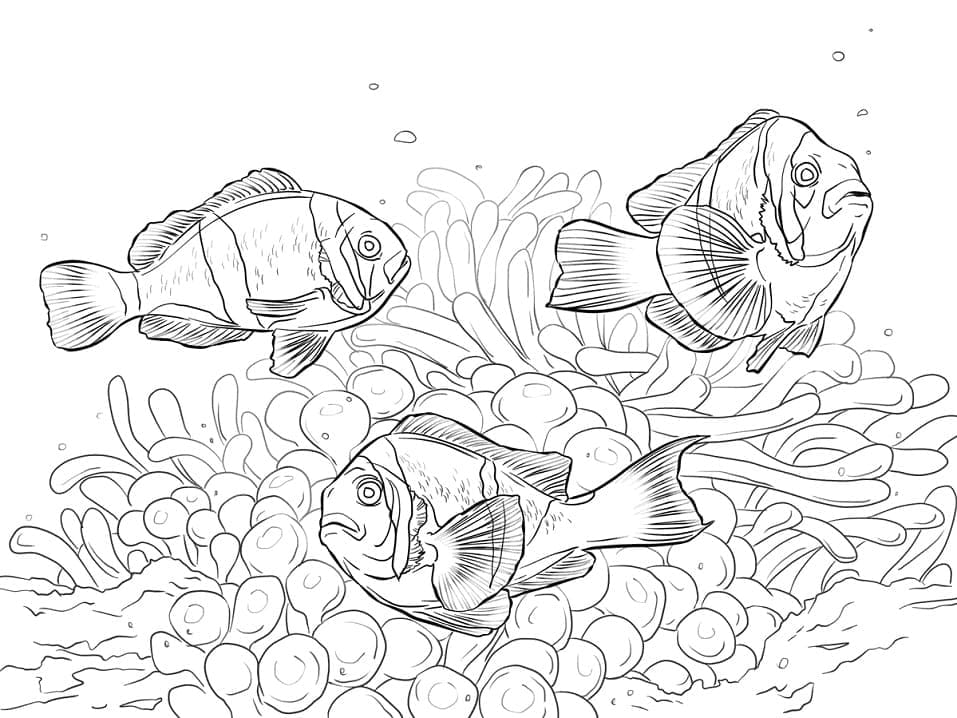 Ikan Badut Allard