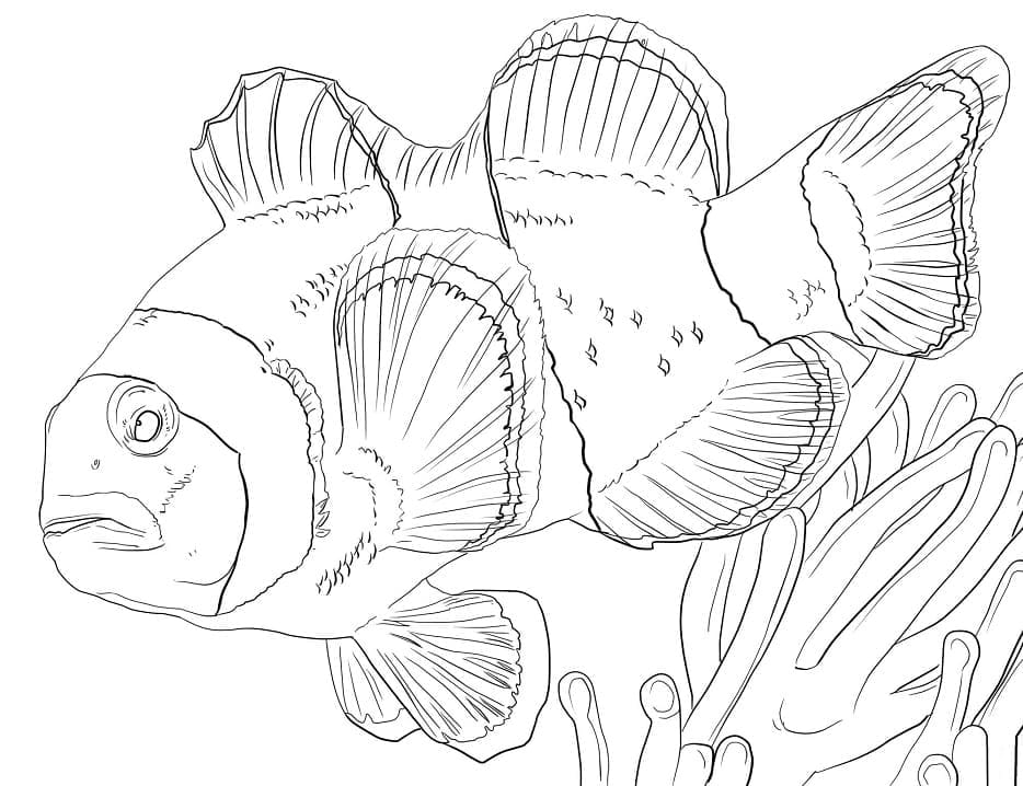 Ikan Badut Anemon