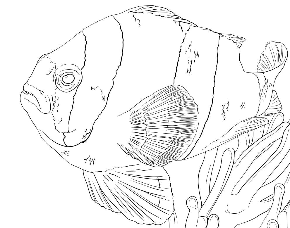 Ikan Badut Laut