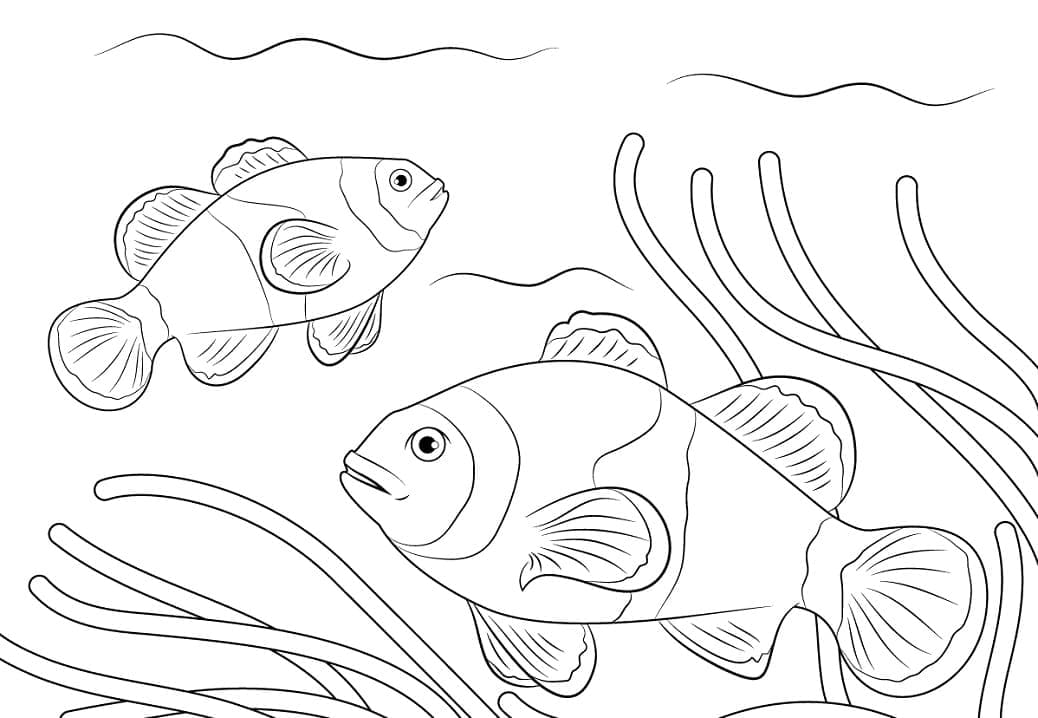 Ikan Badut Ocellaris