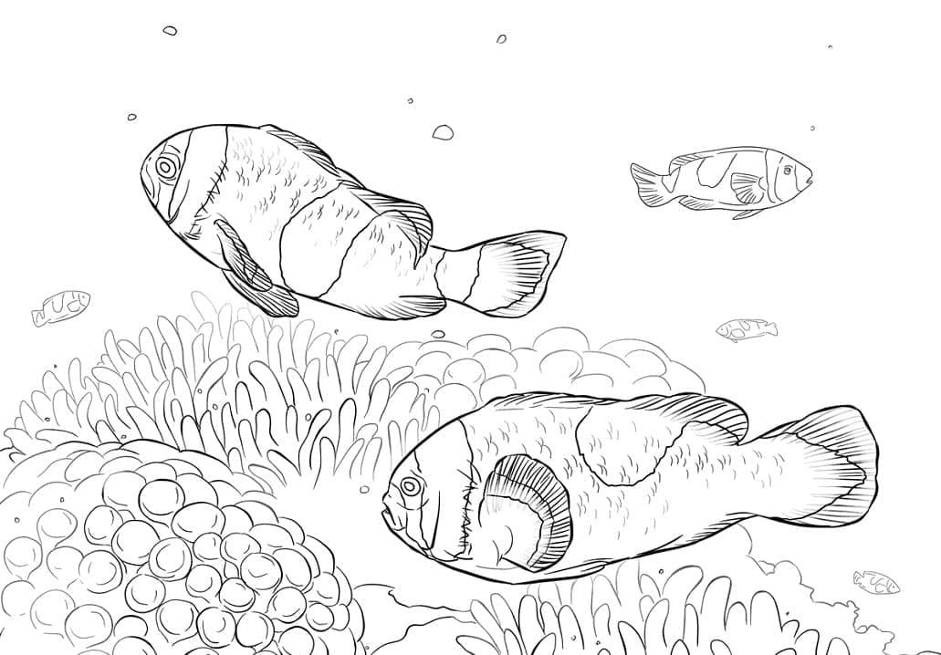 Ikan Badut Pelana