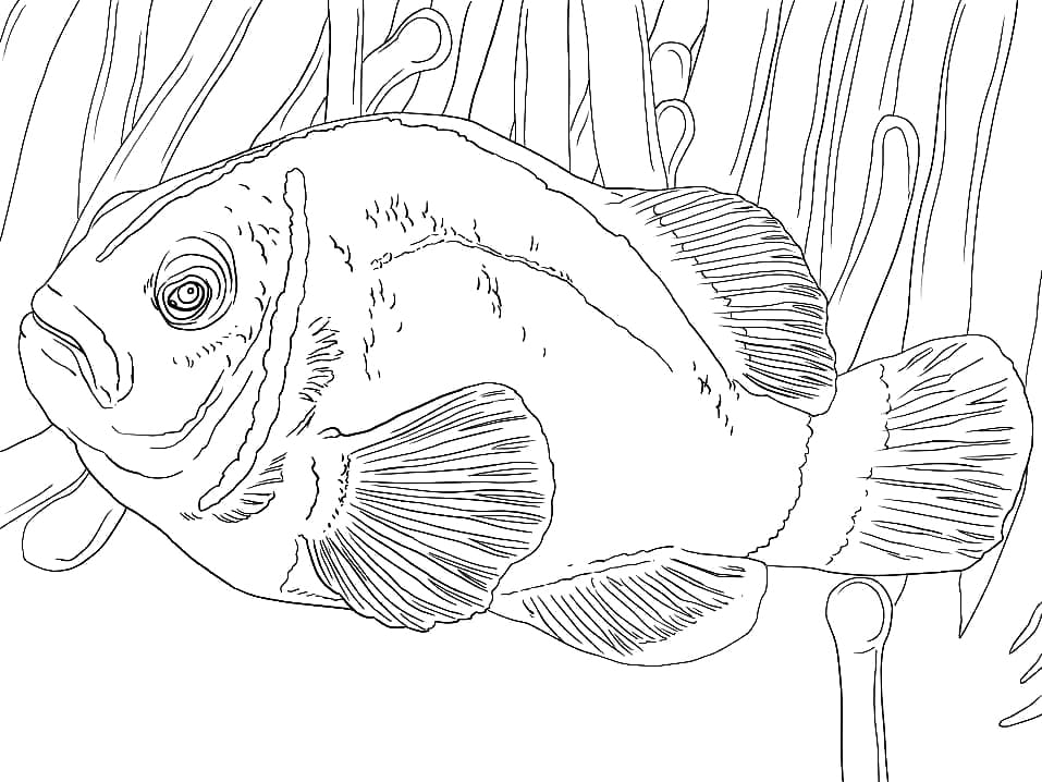 Ikan Badut Sigung Merah Muda