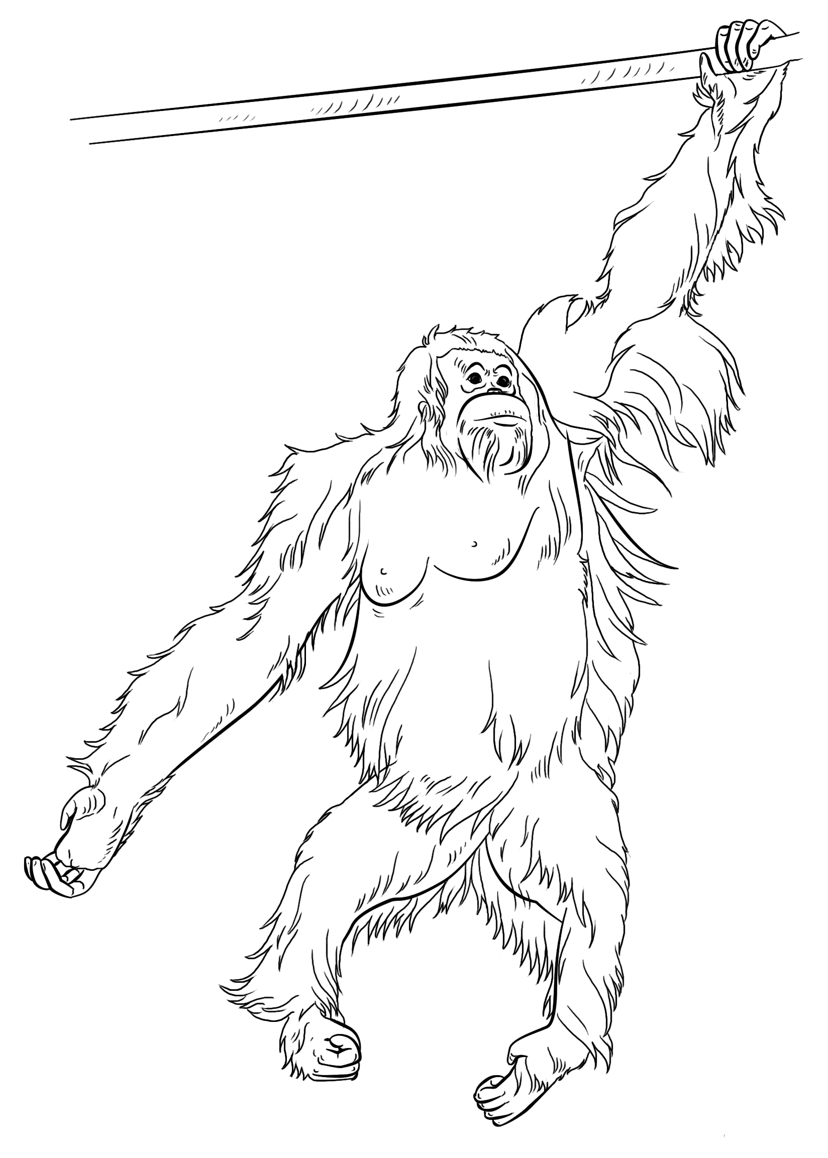 Orangutan dewasa