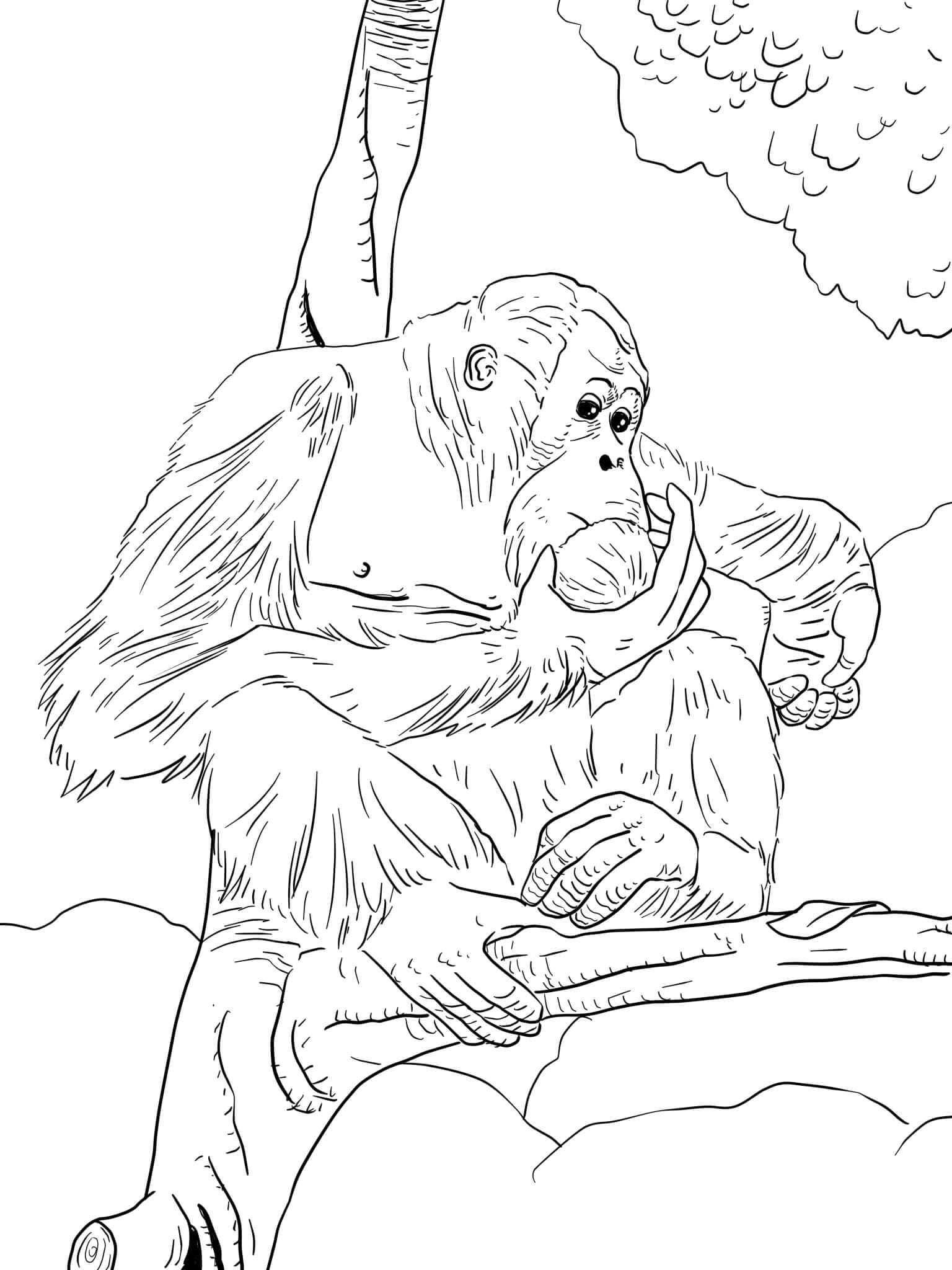 Orangutan Kalimantan