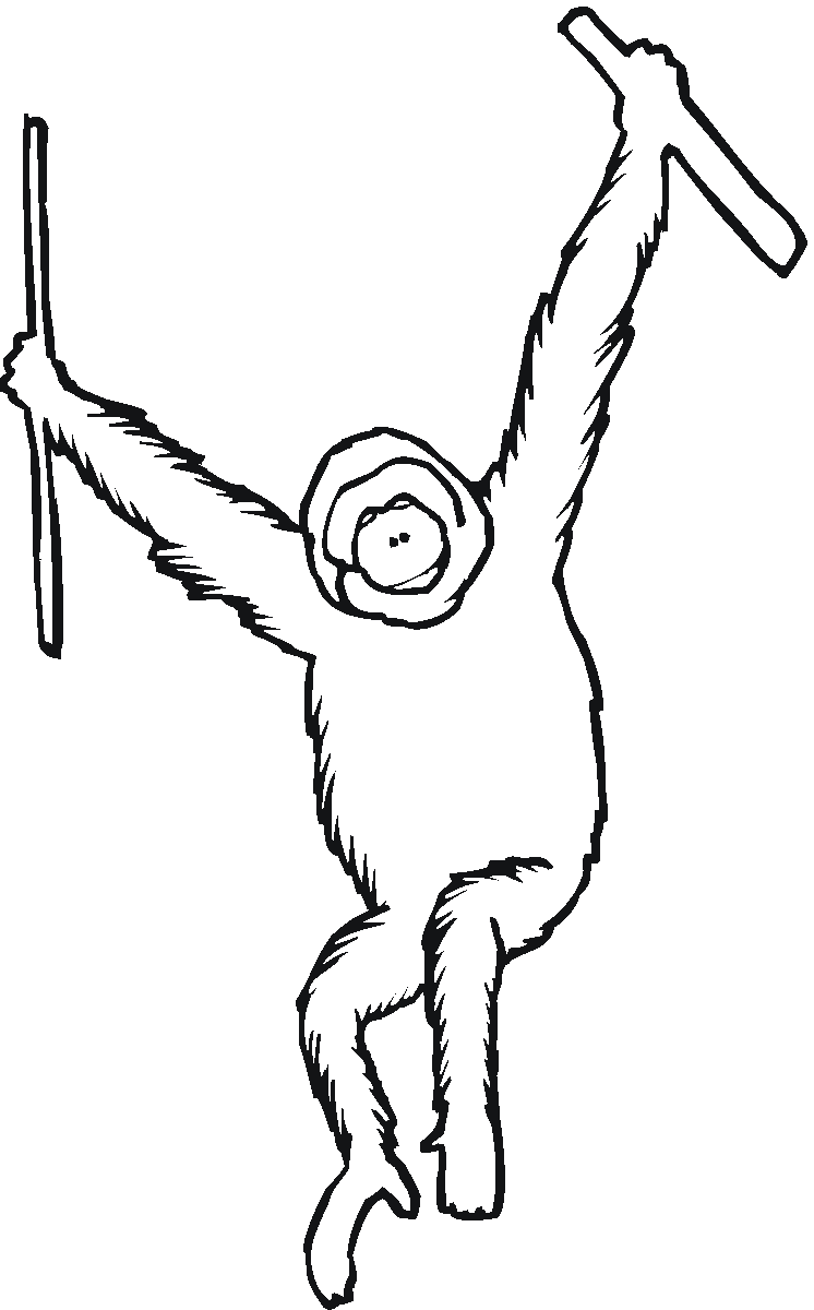 Orangutan lucu