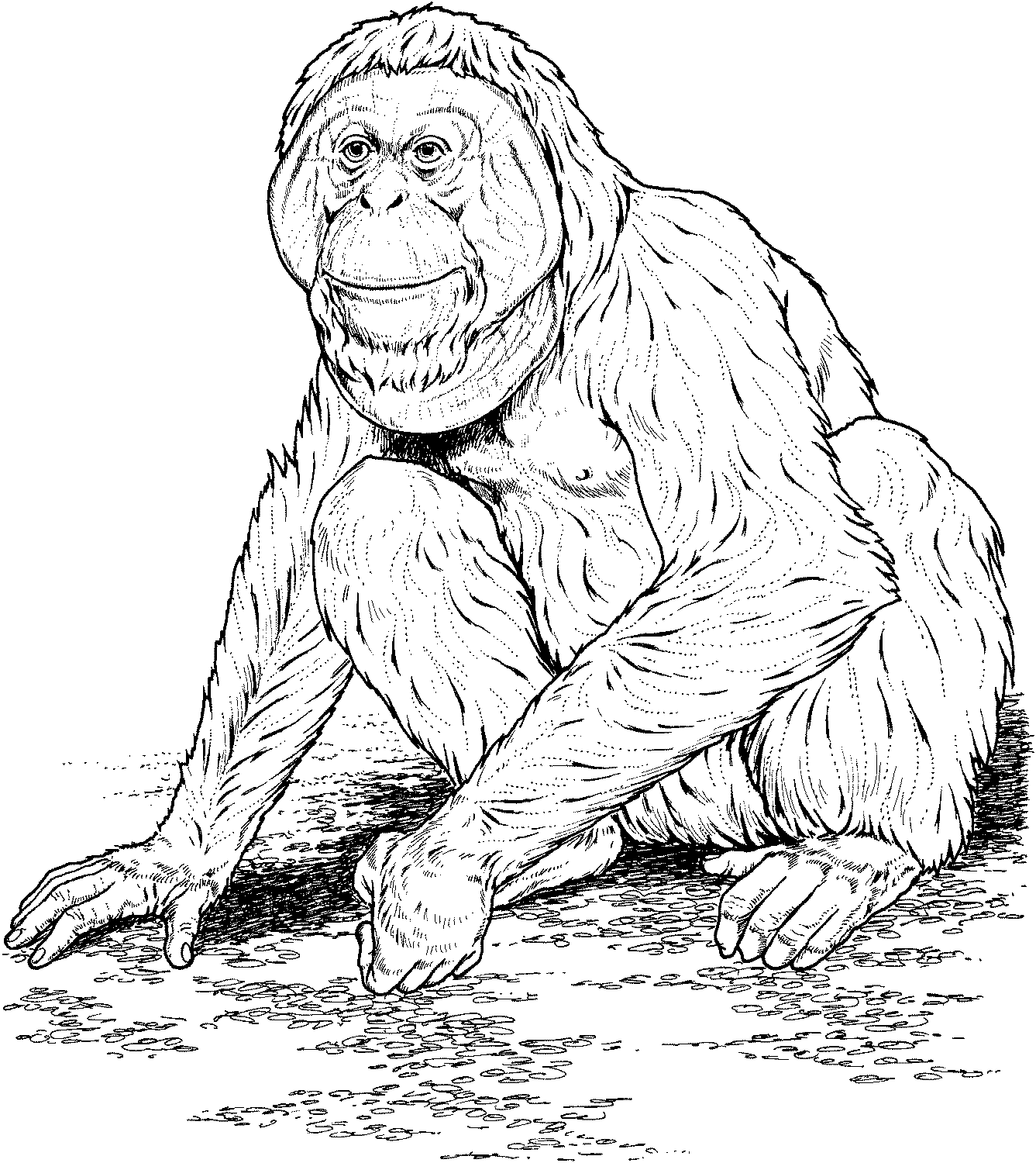 Orangutan normal