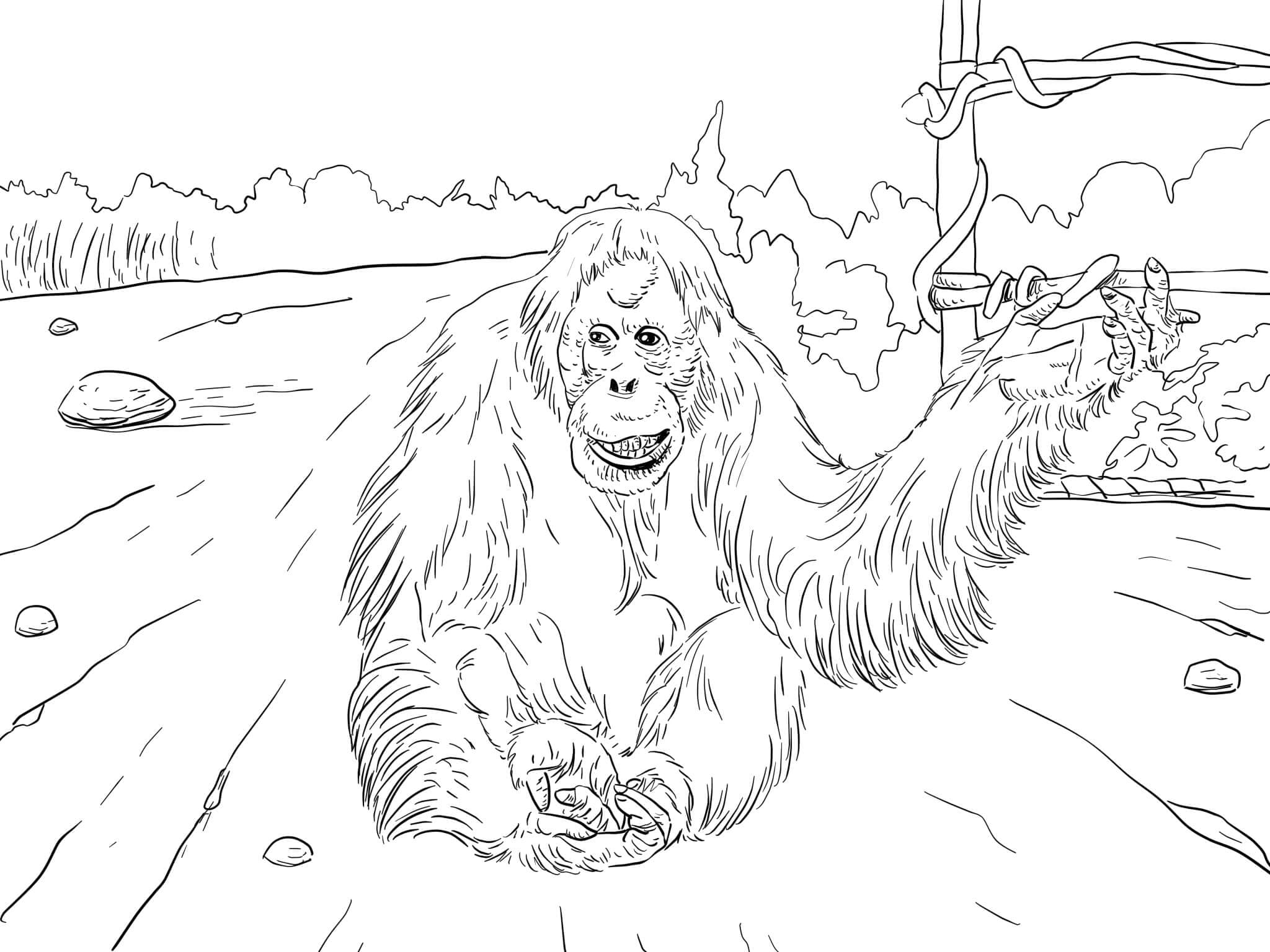 Orangutan sumatera
