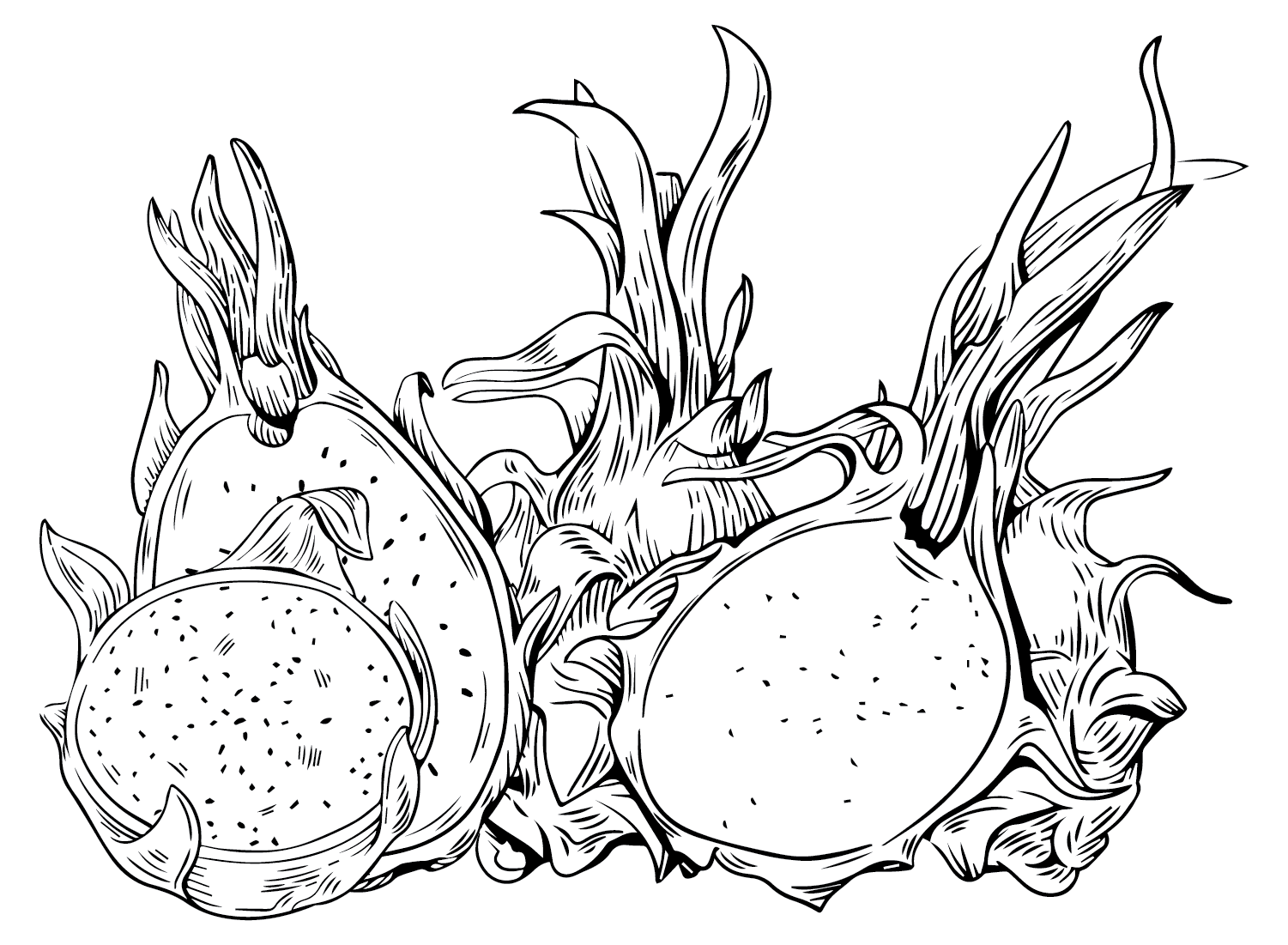 Buah Naga Gambar