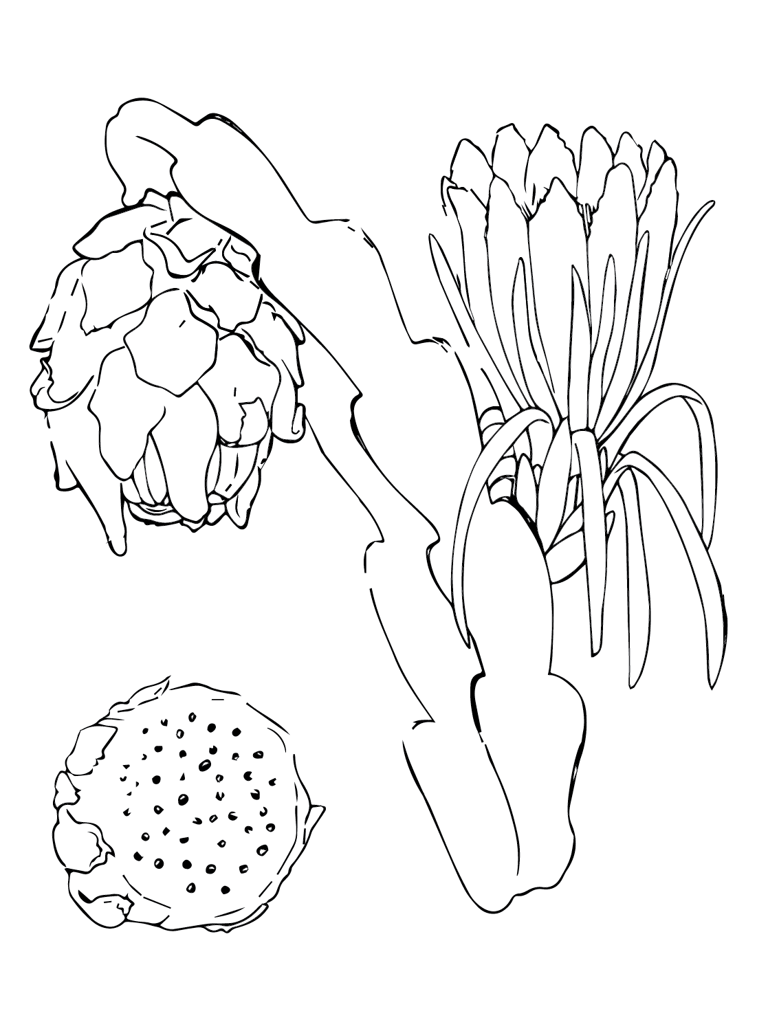 Cabang Buah Naga