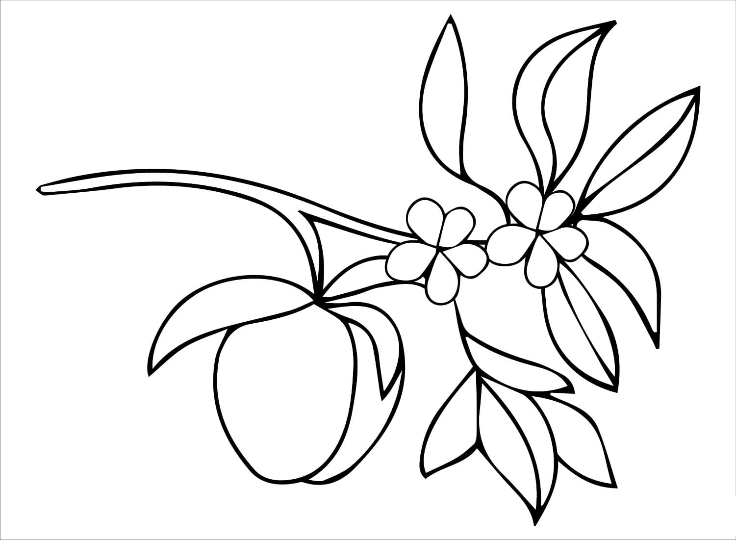 Gambar buah-buahan dan aprikot