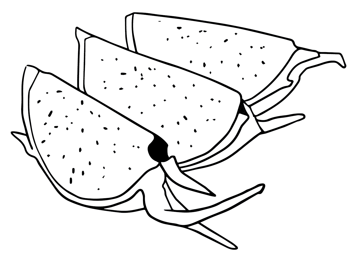 Sepotong Buah Naga