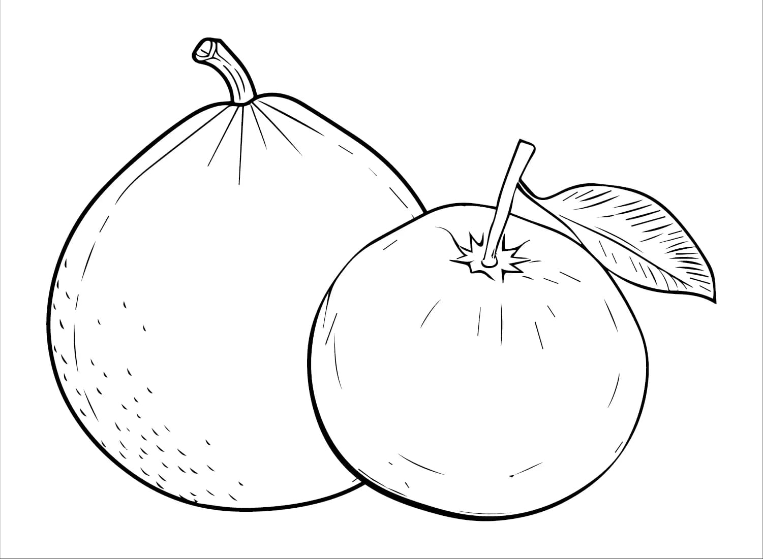 Dua buah jeruk bali