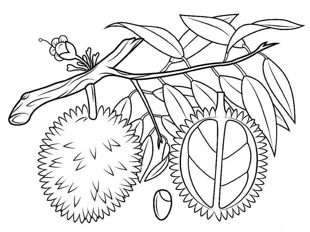 Dua Durian di Cabang