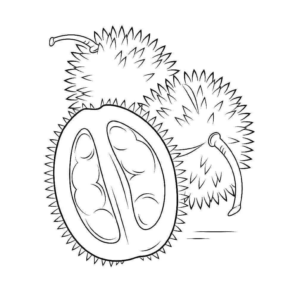 Durian bergizi