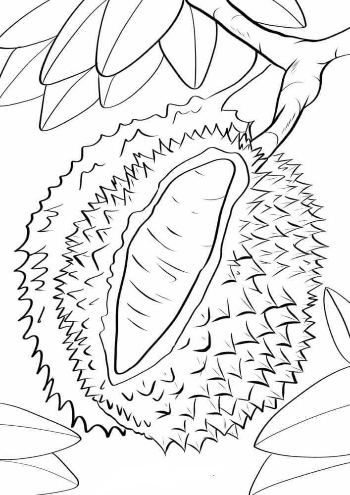 Durian di Cabang Pohon