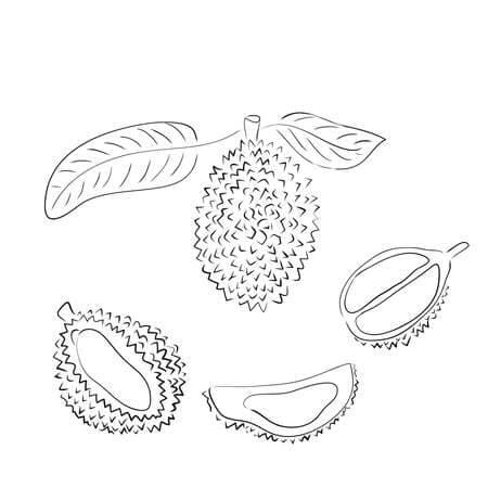 Durian Sempurna gratis