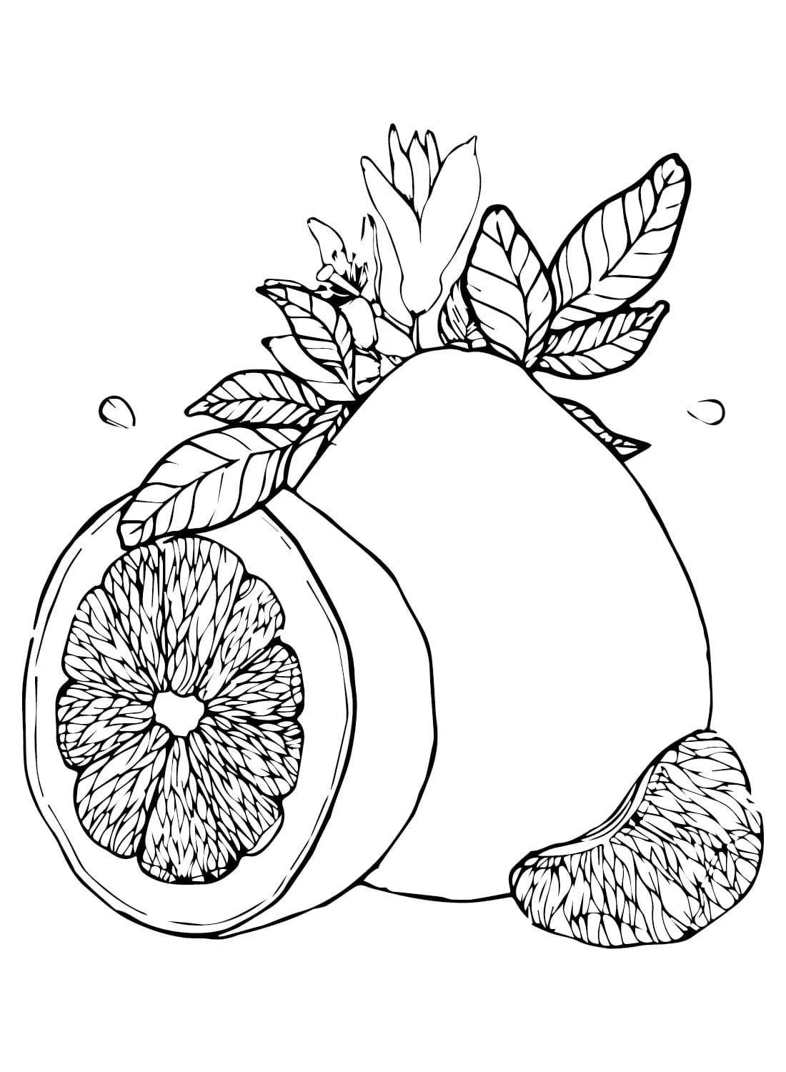 Menggambar Pomelo