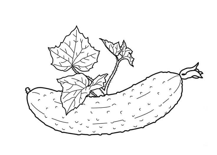 Mentimun yang Baik