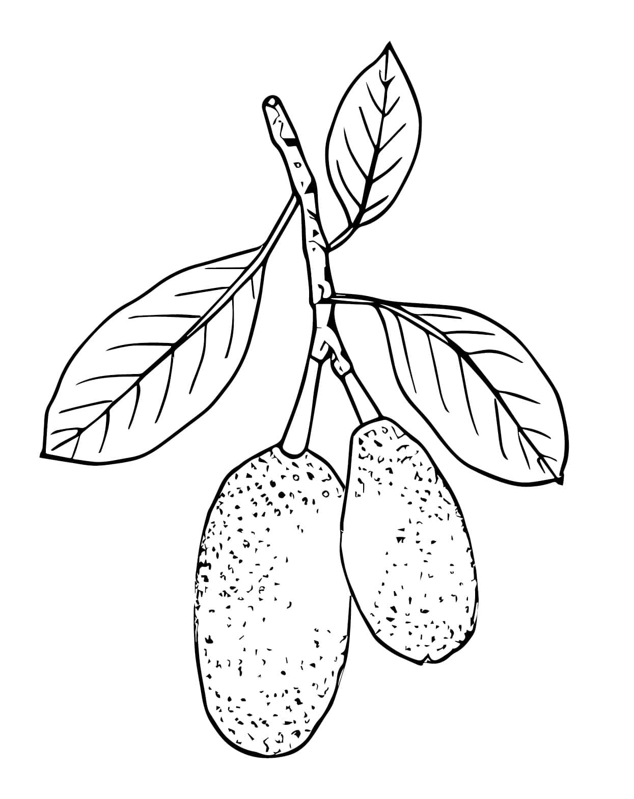 Nangka hijau
