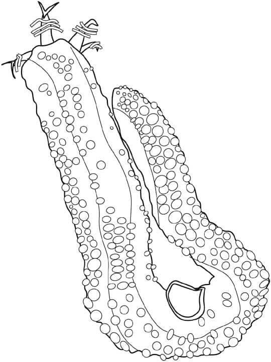 Timun Laut
