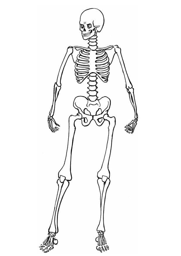 Gambar kerangka