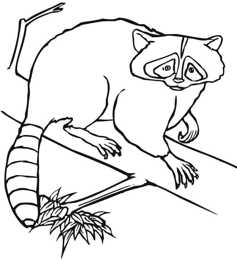 Rakun di Pohon