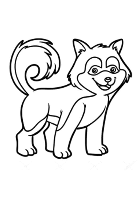 Anjing Husky Bahagia