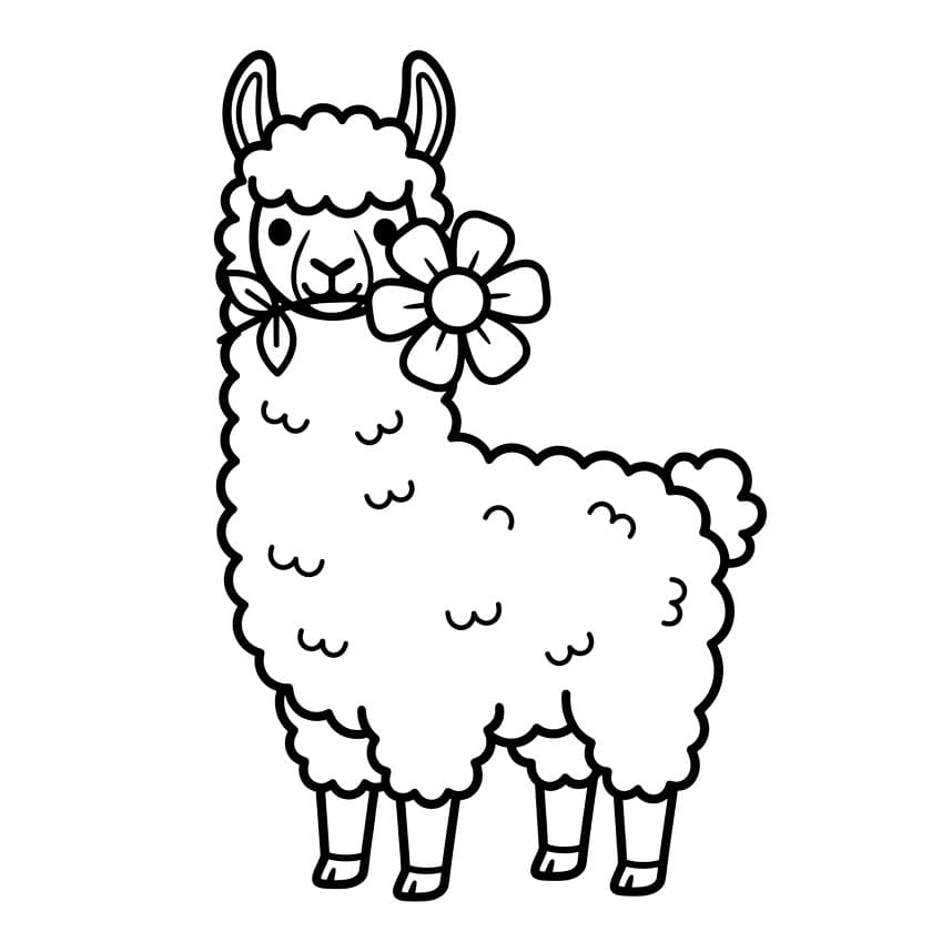 Bunga Llama