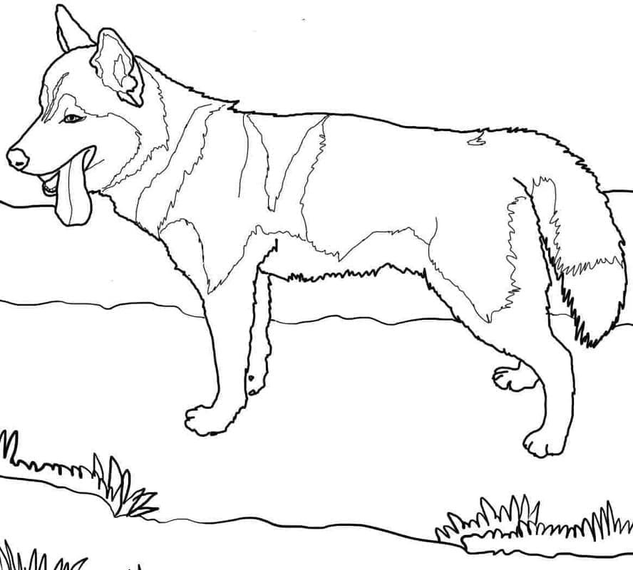 Gambar Anjing Husky