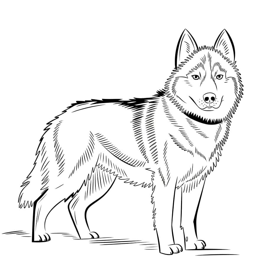 Husky Besar