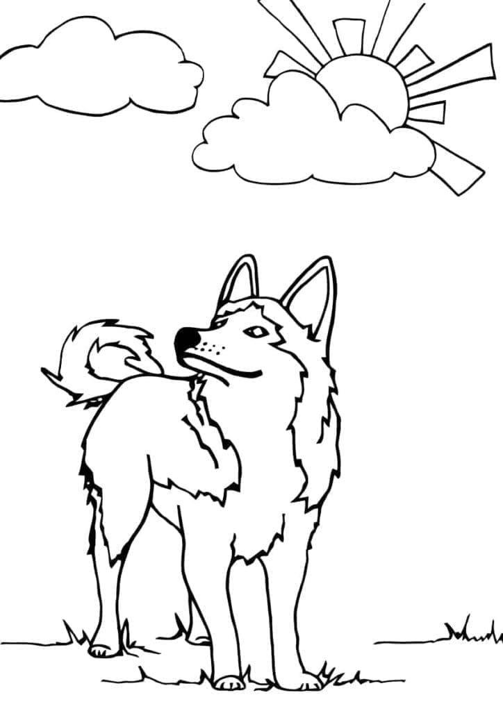 Husky dan Matahari