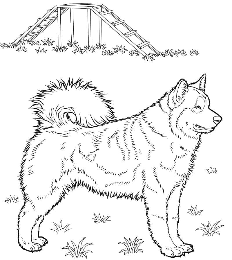 Husky di Tanah