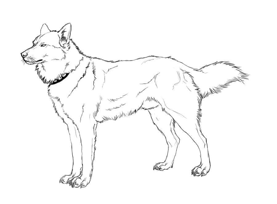 Husky Gratis