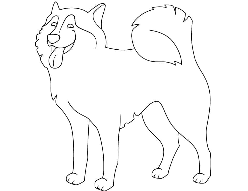 Husky Sederhana