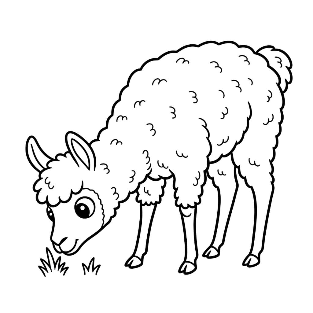 Llama Kepala Ke Bawah