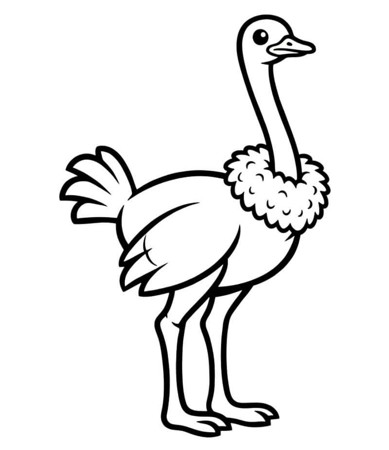 Bulu burung unta
