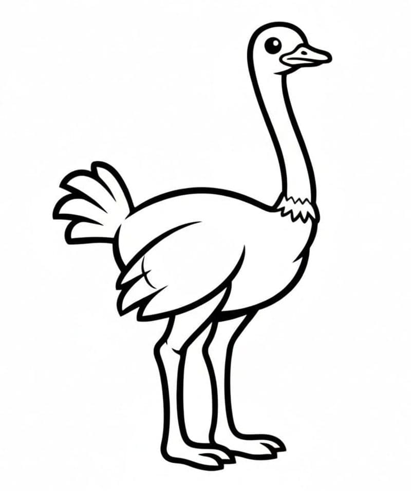Burung Unta Minimalis