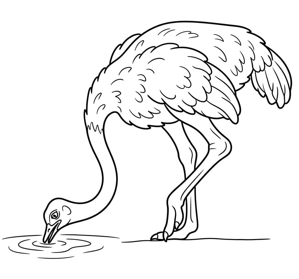 Burung Unta Minum
