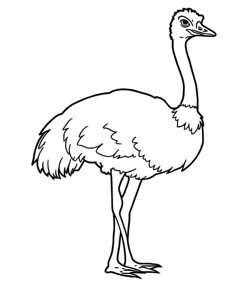 Burung unta normal