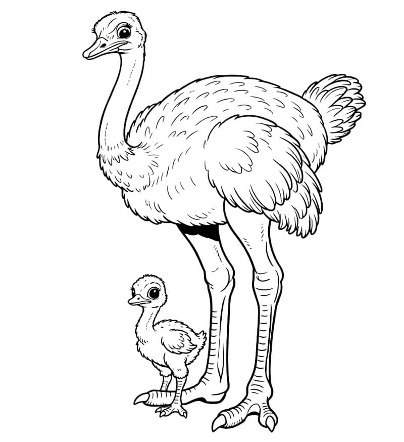 Induk burung unta dan anaknya