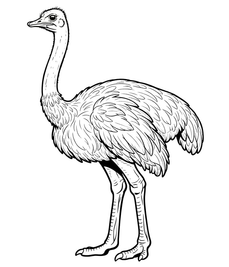 Sisi burung unta